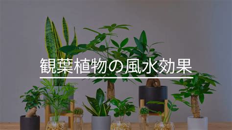 廁所擋煞植物|風水植物